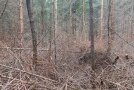 Gestrüpp liegt auf dem Waldboden