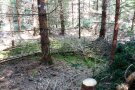 Blick auf den Waldboden mit Baumstumpf