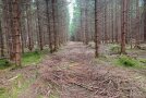 Blick in eine Rückegasse im Wald. Auf dem Boden liegen viele Äste.