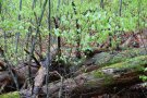liegendes Totholz in jungen Buchen