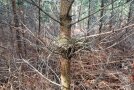 Ein Vogelnest zwischen Ästen