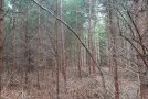 Blick in den Wald. Ein Baum hat einen krummen Stamm und ist gebogen.